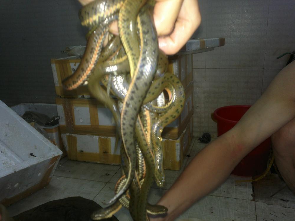 Rắn mùng đỏ giống