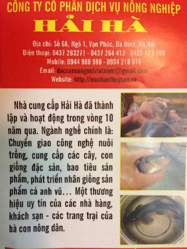 Cá anh vũ giống 4 ->8 cm