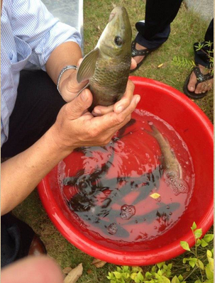 Cá anh vũ thịt
