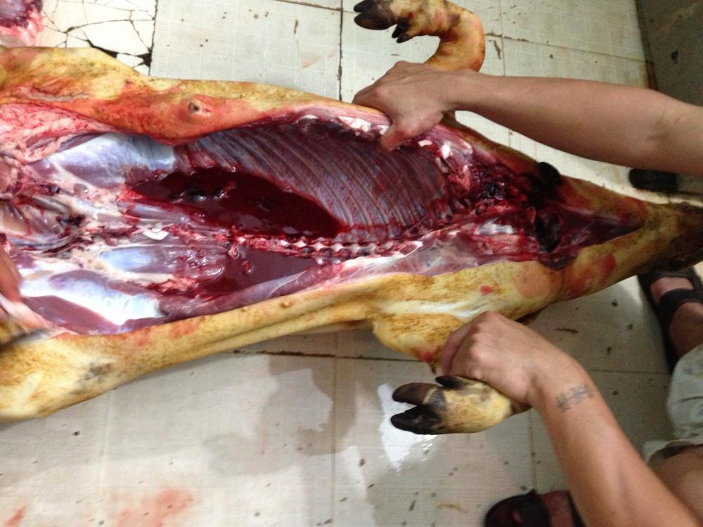 Lợn mán móc hàm