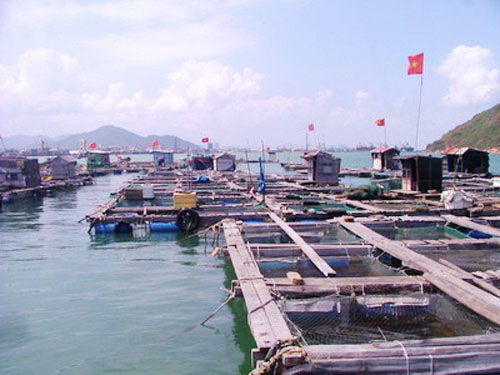 Nuôi cá lồng trên sông Đà