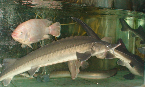 Cá tầm 3 - 6kg