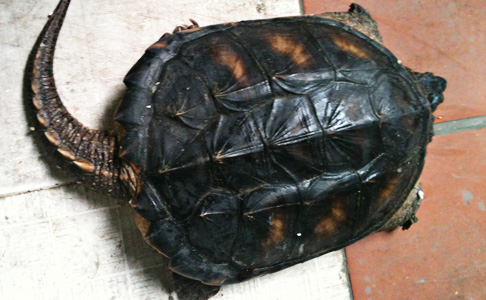 Rùa cá sấu