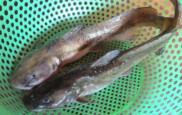 Cá lăng