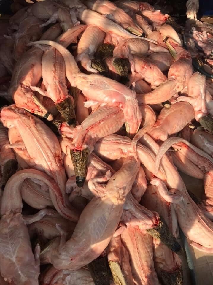 Cá Sấu lột da