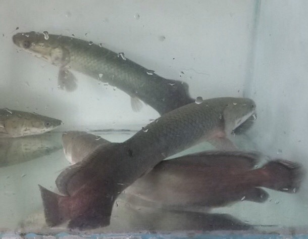 Cá hải tượng