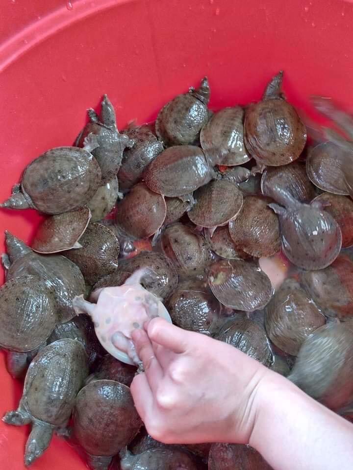 Ba ba  trơn 5 T tuổi