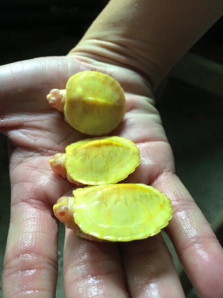 Cá trắm giòn sống