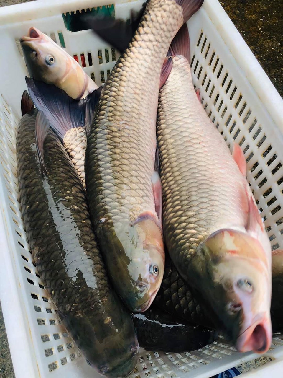 Cá trắm giòn sống