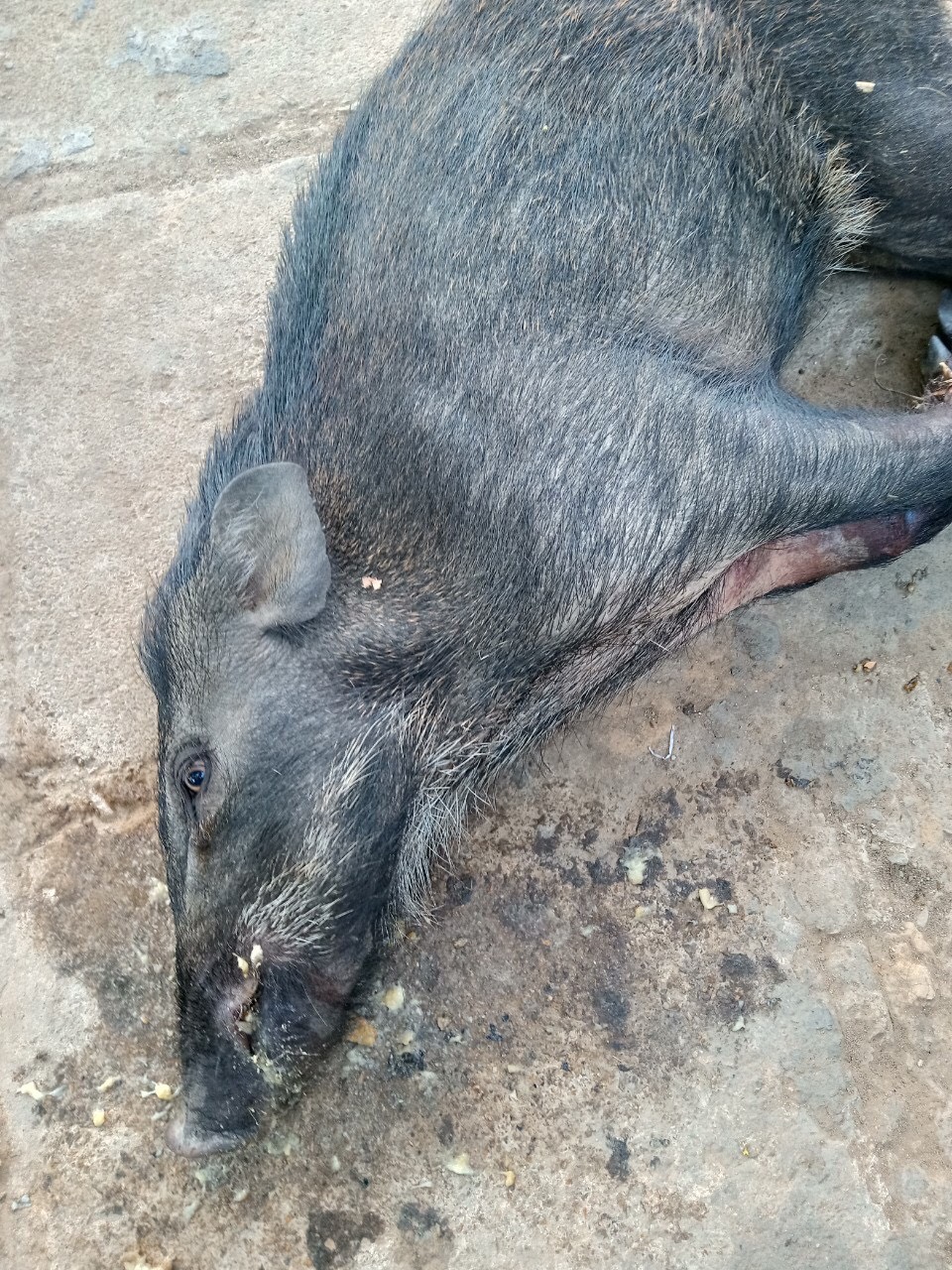 Lợn rừng