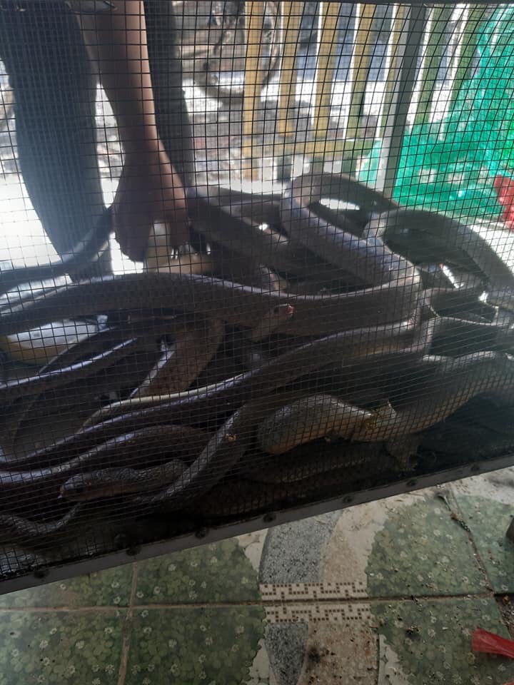 Rắn Ráo