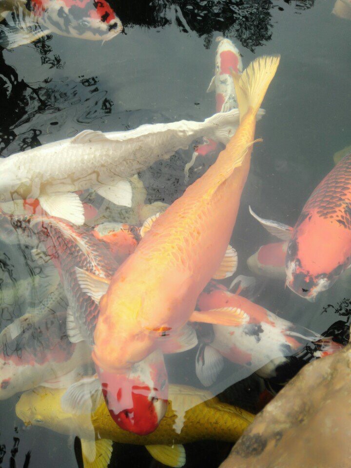 Cá koi Nhật