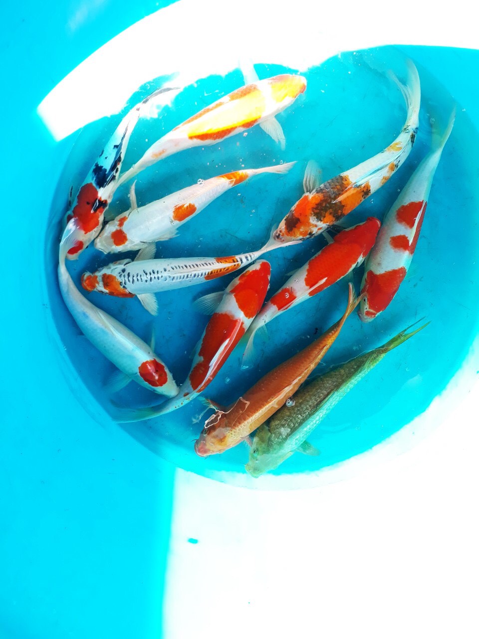 Cá koi 