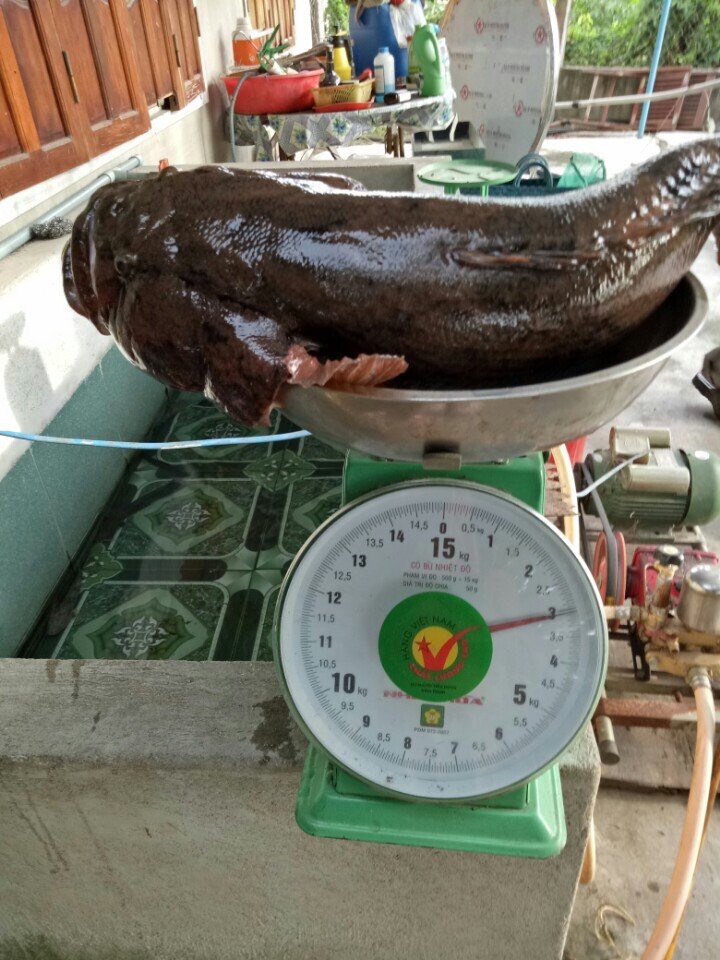 Cá bống sông Đà