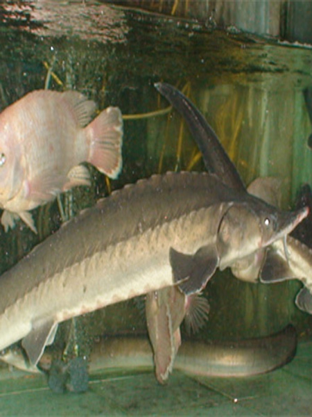 Cá tầm 3 - 6kg