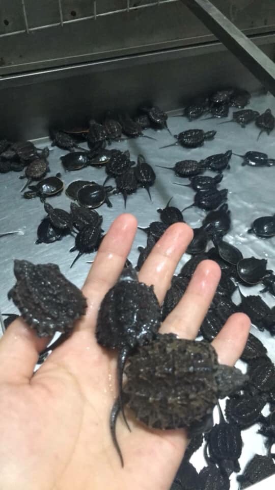 Ốc Đá